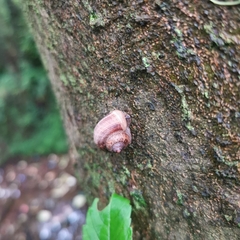 Cyclophorus martensianus