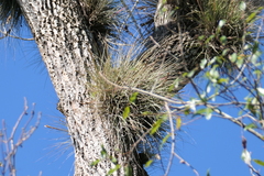 Tillandsia bartramii