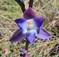 Thelymitra peniculata