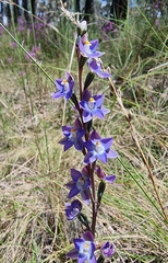 Thelymitra peniculata
