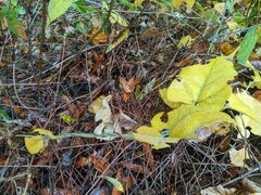 Aristolochia californica