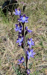 Thelymitra peniculata