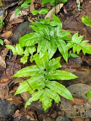 Tectaria heracleifolia