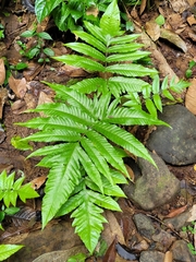 Tectaria heracleifolia