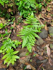 Tectaria heracleifolia