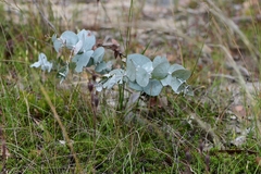 Eucalyptus tenuiramis