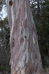 Eucalyptus tenuiramis