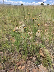 Adenophyllum wrightii