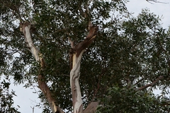 Eucalyptus tenuiramis