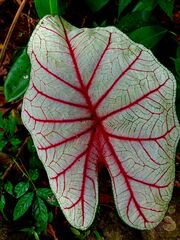 Caladium