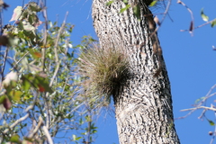 Tillandsia bartramii