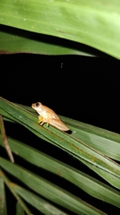 Dendropsophus microcephalus