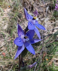Thelymitra simulata