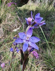 Thelymitra simulata