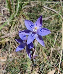 Thelymitra simulata