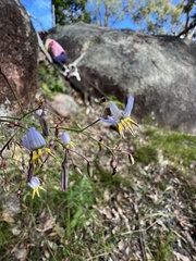 Dianella longifolia longifolia