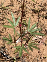 Hibiscus sabdariffa