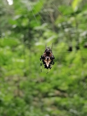 Verrucosa