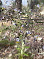 Dianella longifolia longifolia