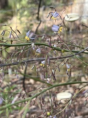 Dianella longifolia longifolia