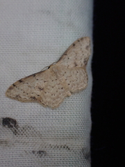 Idaea halmaea