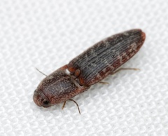 Monocrepidius submarmoratus