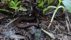 Coniophanes imperialis