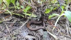 Coniophanes imperialis
