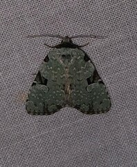Leuconycta diphteroides