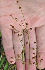 Luzula forsteri