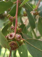 Eucalyptus rudis