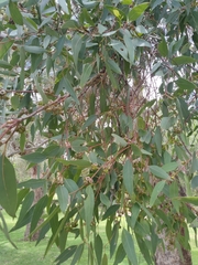 Eucalyptus rudis