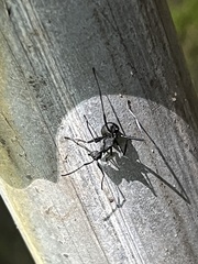 Myrmhopla