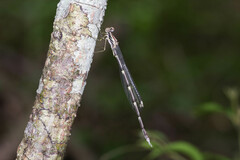 Episynlestes albicaudus