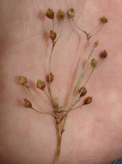 Luzula forsteri