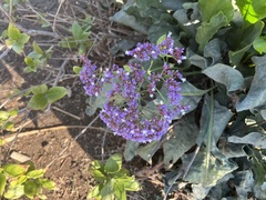 Limonium perezii