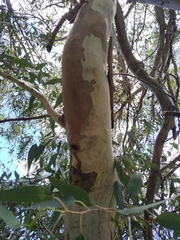 Eucalyptus rudis