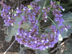 Limonium perezii