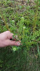 Lepidium virginicum menziesii