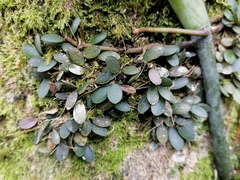 Specklinia