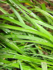 Luzula forsteri