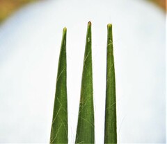 Luzula forsteri
