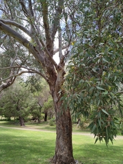 Eucalyptus rudis