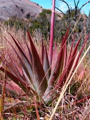 Aloe macroclada image