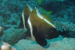 Heniochus varius