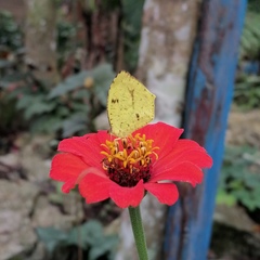 Abaeis salome jamapa