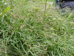 Luzula forsteri