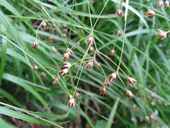 Luzula forsteri