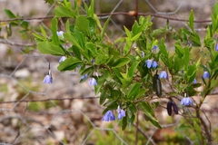 Billardiera heterophylla