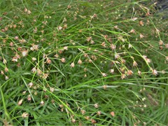 Luzula forsteri